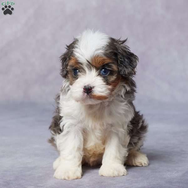 Misha, Cavapoo Puppy